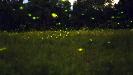 fireflies courtesy wunderground