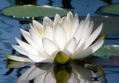 water lily