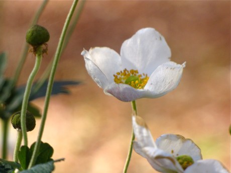 emily dickinson's garden
