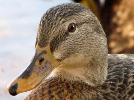 mallard friend