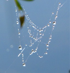 dewdrops