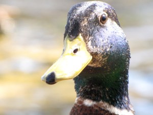 annoyed molting mallard