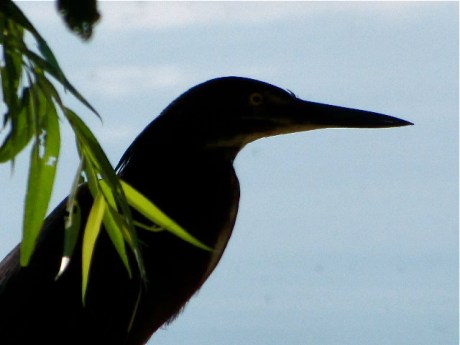 green heron